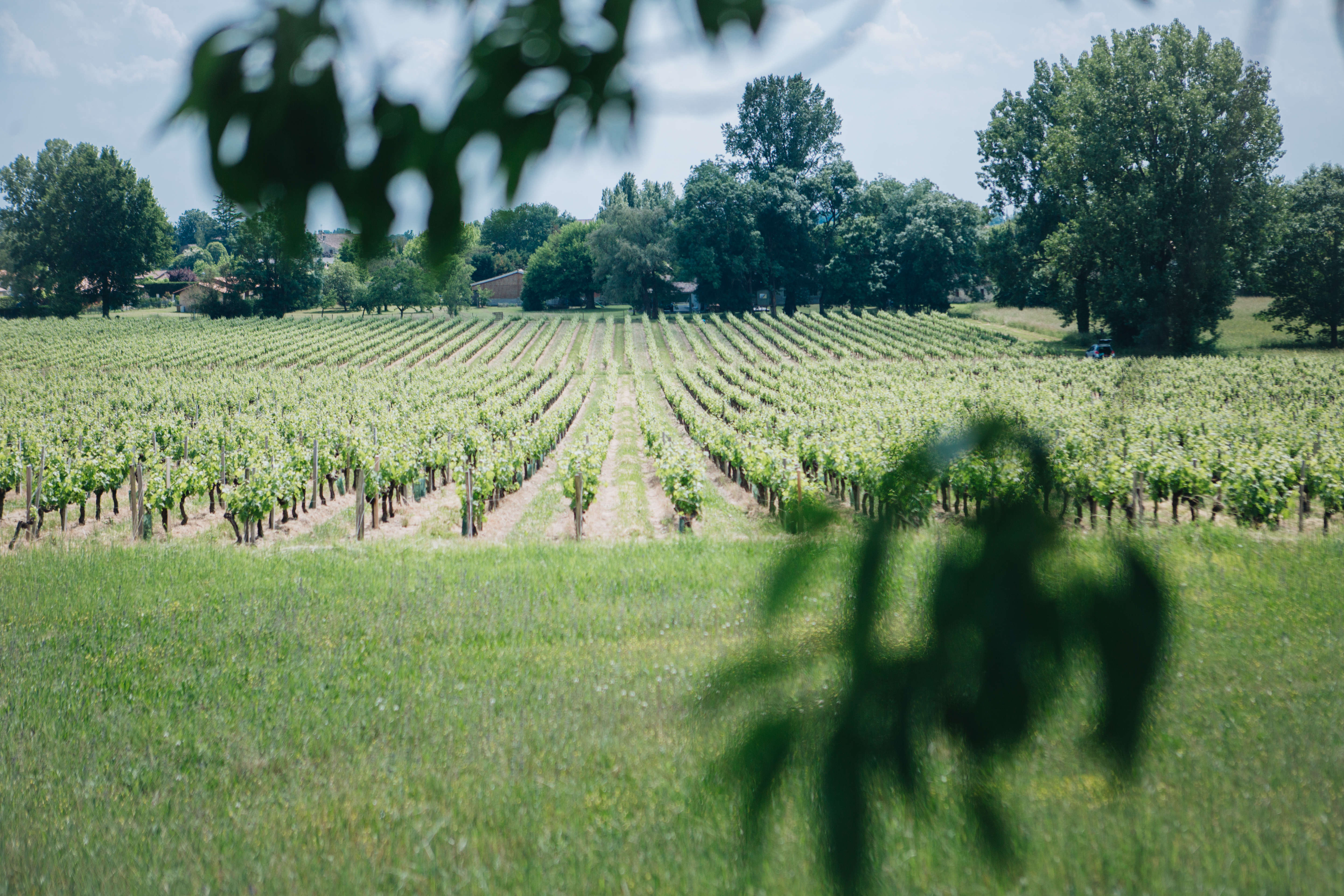 vigne-perene-merignac-agencement-cuisine_0 vigne-perene-merignac-agencement-cuisine_0
